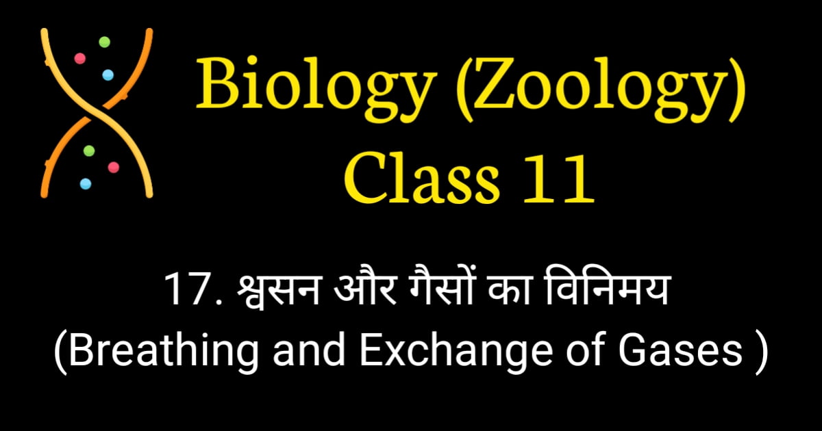 Breathing and Exchange of Gases MCQ