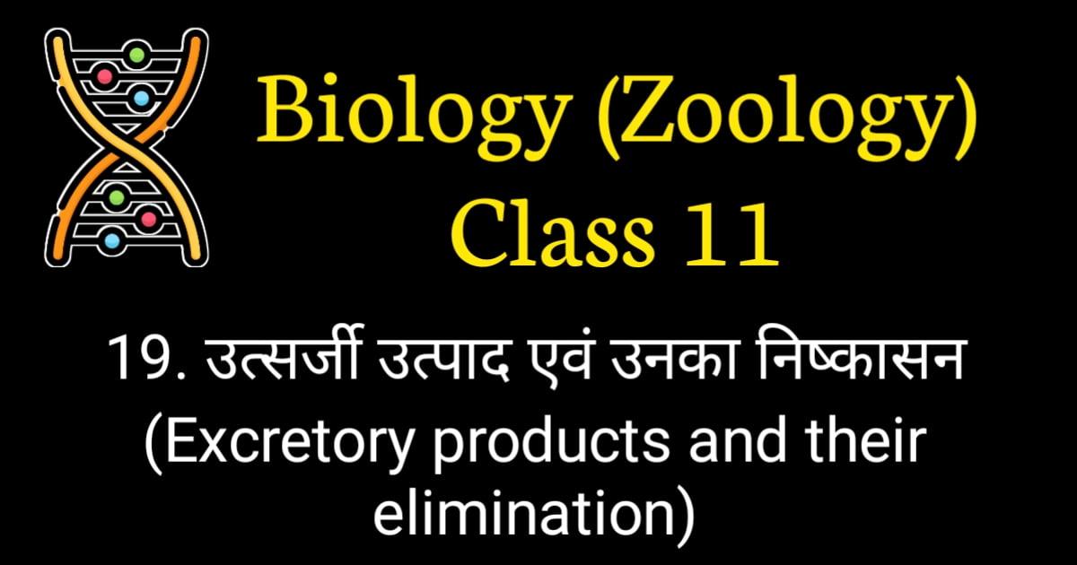Excretory Products and their Elimination MCQ NEET