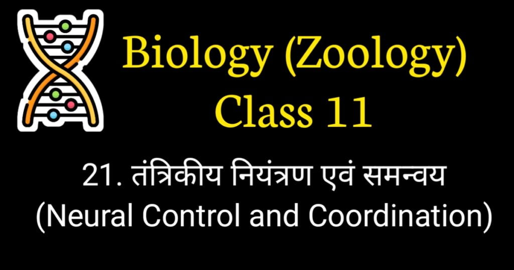 Neural Control and Coordination NEET Questions in Hindi