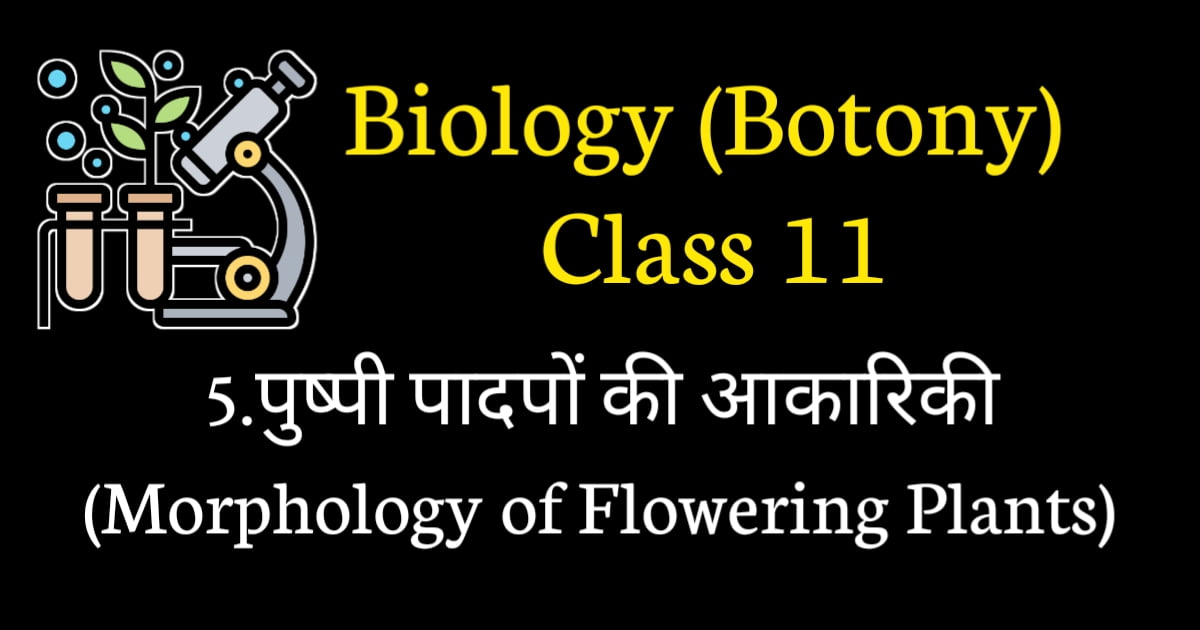 Morphology of flowering plants mcq questions